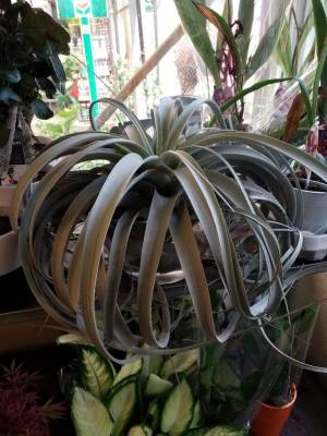 &Gamma;&iota;&gamma;&alpha;&nu;&tau;&iota;&alpha;ί&alpha; tillandsia xerographica 45 &epsilon;&kappa;&alpha;&tau;&omicron;&sigma;&tau;ώ&nu; &sigma;έ &gamma;&upsilon;ά&lambda;&alpha; &mu;&epsilon; &nu;&epsilon;&rho;ό &kappa;άί &lambda;ί&pi;&alpha;&sigma;&mu;&alpha;;