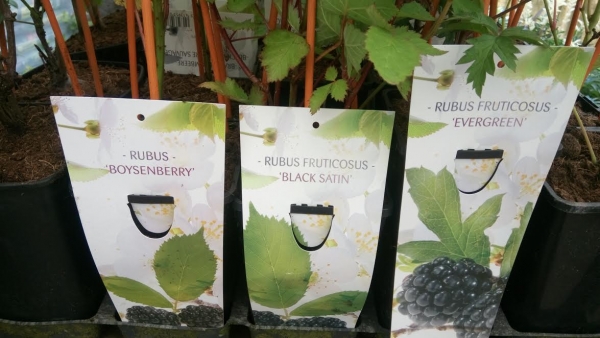 &Beta;&alpha;&tau;ό&mu;&omicron;&upsilon;&rho;&omicron; &sigma;&epsilon; &delta;&iota;ά&phi;&omicron;&rho;&epsilon;&sigmaf; &pi;&omicron;&iota;&kappa;&iota;&lambda;ί&epsilon;&sigmaf;