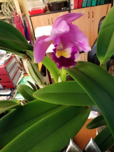 &Alpha;&rho;&omega;&mu;&alpha;&tau;&iota;&kappa;ή cattley &sigma;&epsilon; &phi;&omicron;ύ&xi;&iota;&alpha; &chi;&rho;ώ&mu;&alpha; &sigma;&tau;&eta;&nu; &Kappa;έ&nu;&tau;&iota;&alpha;