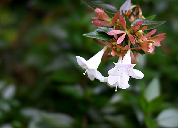 Abelia Grandiflora