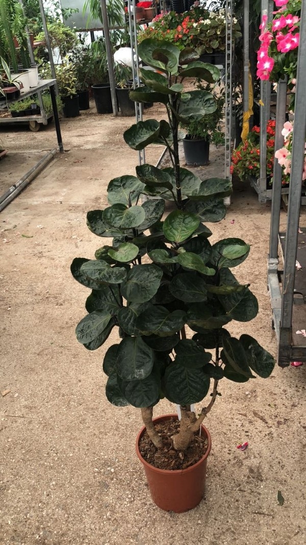 Aralia fabian ή  polyscias