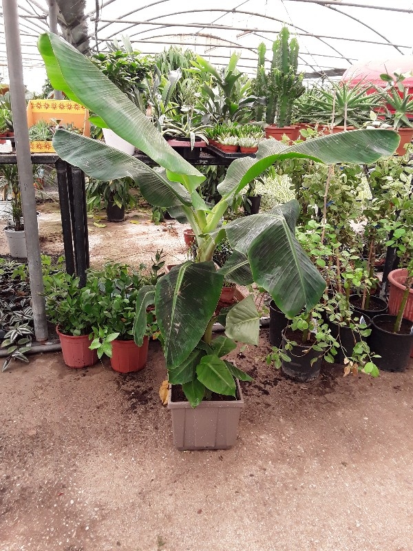 &Mu;&epsilon;&gamma;ά&lambda;&eta; &mu;&pi;&alpha;&nu;&alpha;&nu;&iota;ά