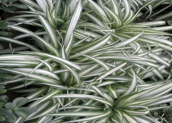 &chi;&lambda;&omega;&rho;ό&phi;&upsilon;&tau;&alpha;