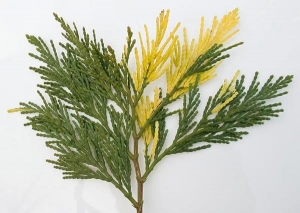 &Kappa;&lambda;&alpha;&delta;ί &lambda;&iota;&pi;ό&kappa;&epsilon;&delta;&rho;&omicron;&upsilon;