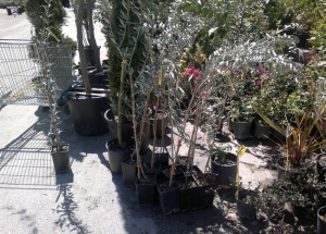 &Epsilon;&lambda;&iota;ά &Mu;&alpha;&rho;ώ&nu;&epsilon;&iota;&alpha;&sigmaf; &sigma;&tau;&eta;&nu; &Kappa;&Epsilon;&Nu;&Tau;&Iota;&Alpha;