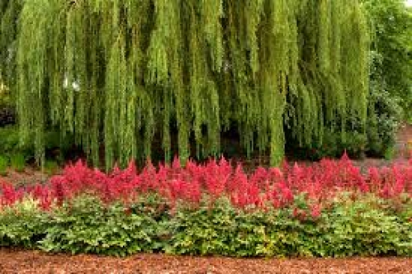 Astilbe:έ&nu;&alpha;&sigmaf; &pi;&alpha;&nu;έ&mu;&omicron;&rho;&phi;&omicron;&sigmaf; &alpha;&nu;&theta;&omicron;&phi;ό&rho;&omicron;&sigmaf; &theta;ά&mu;&nu;&omicron;&sigmaf;