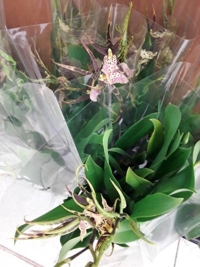 Bratonia shelob tolkien