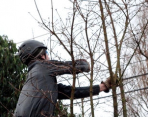 &Kappa;&lambda;ά&delta;&epsilon;&mu;&alpha; &psi;&eta;&lambda;ώ&nu; &delta;έ&nu;&tau;&rho;&omega;&nu;