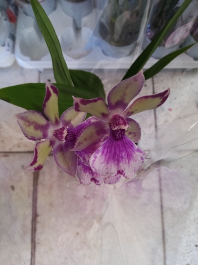 Zygopetalum orchid &sigma;&tau;&eta;&nu; &Kappa;έ&nu;&tau;&iota;&alpha;