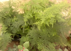 &Alpha;&rho;ά&chi;&nu;&eta; &sigma;&tau;&eta;&nu; &Kappa;&Epsilon;&Nu;&Tau;&Iota;&Alpha;