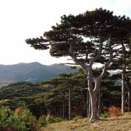 pinus nigra austriaca