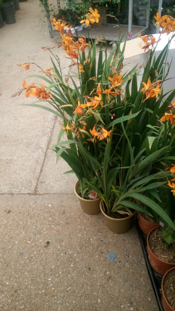 &Alpha;&nu;&theta;&iota;&sigma;&mu;έ&nu;&eta; &kappa;&rho;&omicron;&kappa;ό&sigma;&mu;&iota;&alpha; &sigma;&tau;&eta;&nu; &Kappa;&Epsilon;&Nu;&Tau;&Iota;&Alpha;