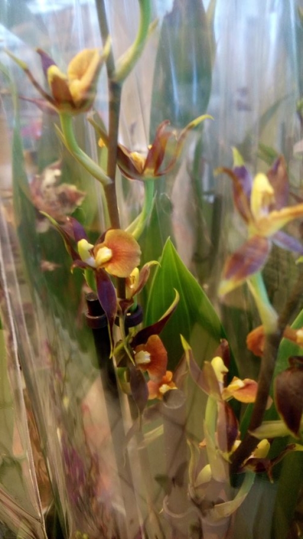 &Pi;&omicron;&iota;&kappa;&iota;&lambda;ί&alpha; &alpha;&pi;ό &sigma;&pi;ά&nu;&iota;&epsilon;&sigmaf; &omicron;&rho;&chi;&iota;&delta;έ&epsilon;&sigmaf;