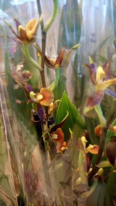 &Pi;&omicron;&iota;&kappa;&iota;&lambda;ί&alpha; &alpha;&pi;ό &sigma;&pi;ά&nu;&iota;&epsilon;&sigmaf; &omicron;&rho;&chi;&iota;&delta;έ&epsilon;&sigmaf;