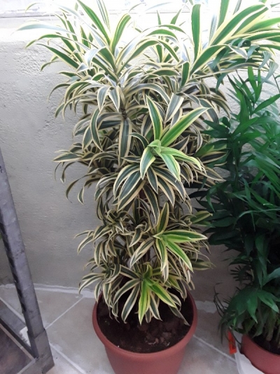 Dracaena song of India &sigma;&tau;&eta;&nu; &Kappa;έ&nu;&tau;&iota;&alpha;