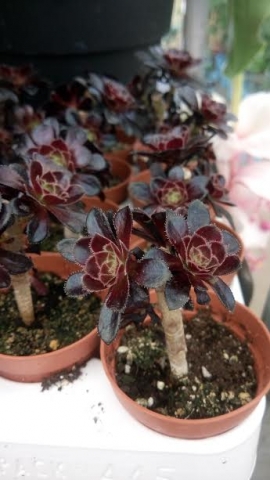 Aeonium &sigma;&epsilon; &kappa;ό&kappa;&kappa;&iota;&nu;&omicron; &chi;&rho;ώ&mu;&alpha;