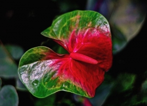 &alpha;&nu;&theta;&omicron;&upsilon;&rho;&iota;&omicron; &delta;ί&chi;&rho;&omega;&mu;&omicron;