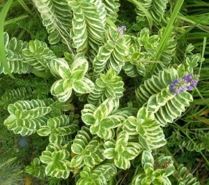 &Beta;&epsilon;&rho;&omicron;&nu;ί&kappa;&eta; &pi;&alpha;&nu;&alpha;&sigma;έ