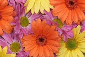 &Pi;&omicron;&lambda;ύ&chi;&rho;&omega;&mu;&alpha; &chi;&rho;&upsilon;&sigma;ά&nu;&theta;&epsilon;&mu;&alpha;