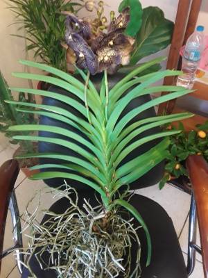 Vanda orchid choco brown hybrid