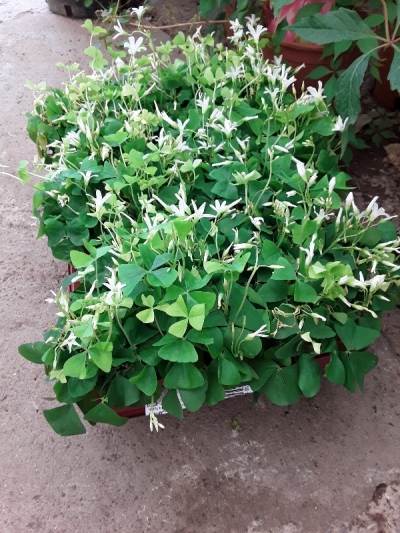 Oxalis triangularis green
