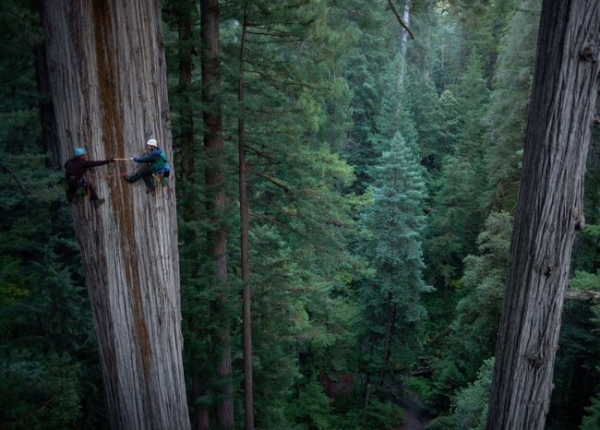 sequoia forest