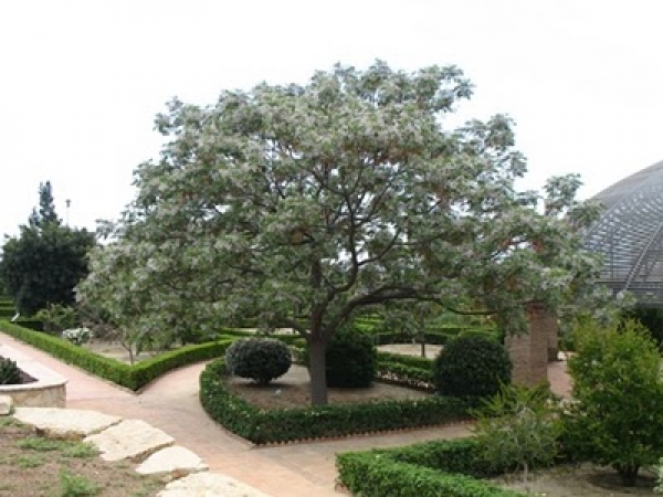 &Mu;&epsilon;&lambda;ί&alpha; ή melia azedarach &sigma;&epsilon; &kappa;ή&pi;&omicron;