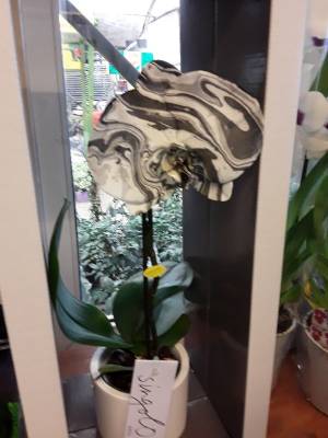 &Pi;&rho;ό&beta;&lambda;&eta;&mu;&alpha; &mu;&epsilon; &tau;&eta;&nu; phalaenopsis!! &Tau;ί &nu;&alpha; &kappa;ά&nu;&omega;?