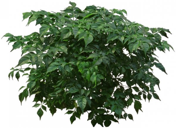 Radermachera