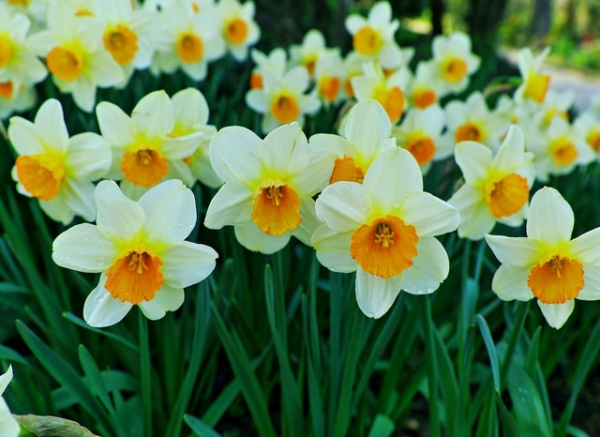 &Nu;ά&rho;&kappa;&iota;&sigma;&sigma;&omicron;&sigmaf;:&tau;&omicron; &lambda;&omicron;&upsilon;&lambda;&omicron;ύ&delta;&iota; &pi;&omicron;&upsilon; &phi;ύ&epsilon;&tau;&alpha;&iota; &alpha;&pi;ό &tau;&omicron; &chi;&iota;ό&nu;&iota;