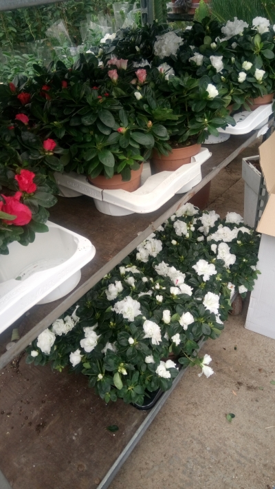 &Omicron;&lambda;ό&lambda;&epsilon;&upsilon;&kappa;&eta; &alpha;&zeta;&alpha;&lambda;έ&alpha; &gamma;&iota;&alpha; &gamma;ά&mu;&omicron; &sigma;&epsilon; &mu;&epsilon;&gamma;ά&lambda;&omicron; &mu;έ&gamma;&epsilon;&theta;&omicron;&sigmaf;