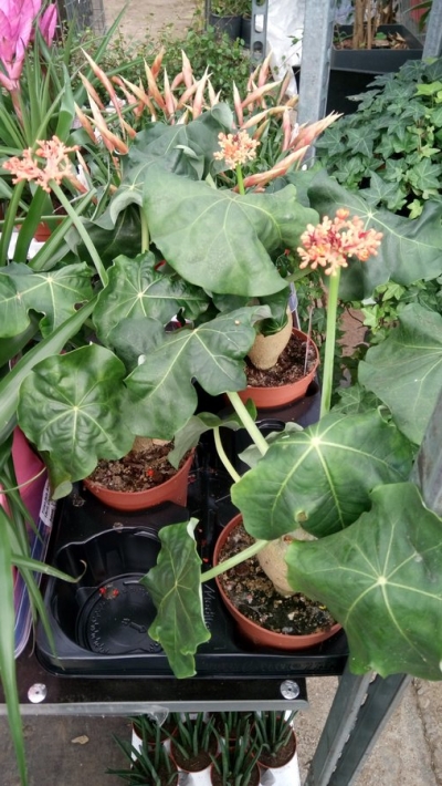 Jatropha podagrica &sigma;&tau;&eta;&nu; &Kappa;&Epsilon;&Nu;&Tau;&Iota;&Alpha;