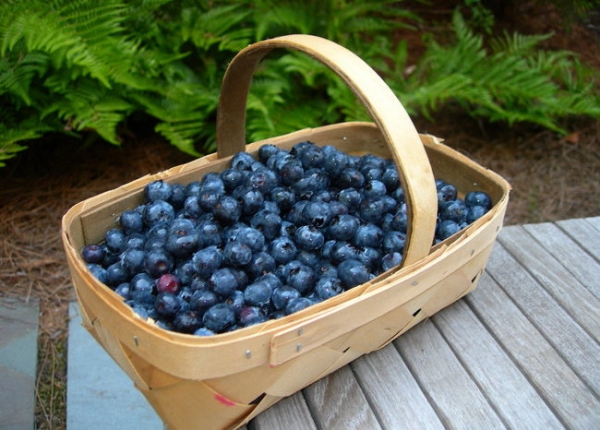 &kappa;&alpha;&rho;&pi;&omicron;ί &Mu;ύ&rho;&tau;&iota;&lambda;&omicron;&upsilon;