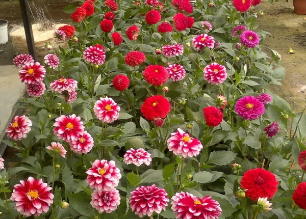 &Nu;&tau;ά&lambda;&iota;&alpha; &sigma;&tau;&eta;&nu; &Kappa;&Epsilon;&Nu;&Tau;&Iota;&Alpha;