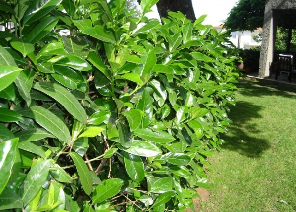 &Delta;&Alpha;&Phi;&Nu;&Omicron;&Kappa;Έ&Rho;&Alpha;&Sigma;&Omicron;