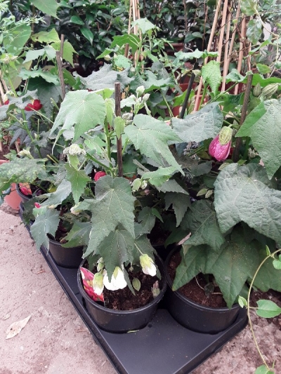 &Alpha;&beta;&omicron;ύ&tau;&upsilon;&lambda;&omicron; &sigma;&epsilon; &lambda;&epsilon;&upsilon;&kappa;ό &kappa;&alpha;&iota; &phi;&omicron;ύ&xi;&iota;&alpha; &chi;&rho;ώ&mu;&alpha;