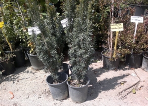 Taxus baccata &sigma;&tau;&eta;&nu; &Kappa;&Epsilon;&Nu;&Tau;&Iota;&Alpha;
