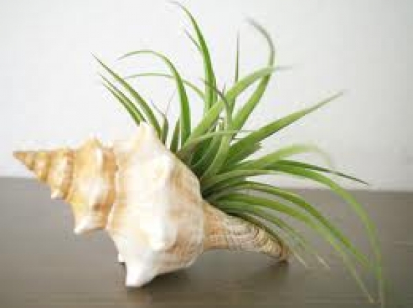 tillandsia xerographic