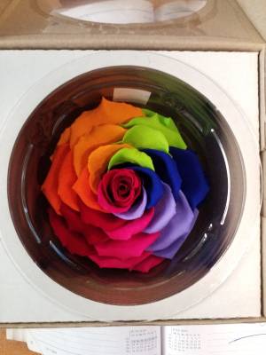 Forever rose rainbow style