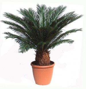 Cycas revoluta 