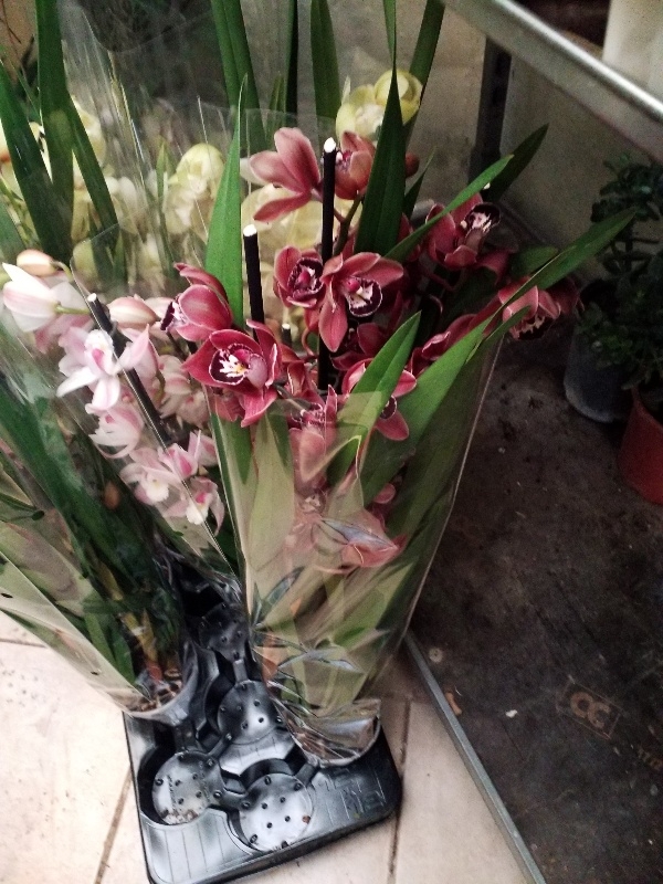 Cymbidium red &sigma;&tau;&eta;&nu; &Kappa;έ&nu;&tau;&iota;&alpha;