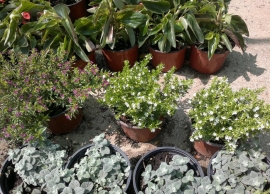 &Kappa;&omicron;&phi;έ&alpha; &sigma;&tau;&eta;&nu; &Kappa;&Epsilon;&Nu;&Tau;&Iota;&Alpha;