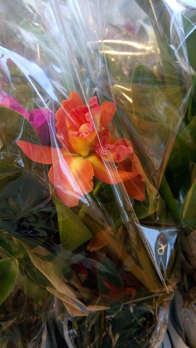 &Omicron;&rho;&chi;&iota;&delta;έ&alpha; cattley &pi;&omicron;&rho;&tau;&omicron;&kappa;&alpha;&lambda;ί &chi;&rho;ώ&mu;&alpha; &epsilon;&iota;&sigma;&alpha;&gamma;&omega;&gamma;ή&sigmaf;