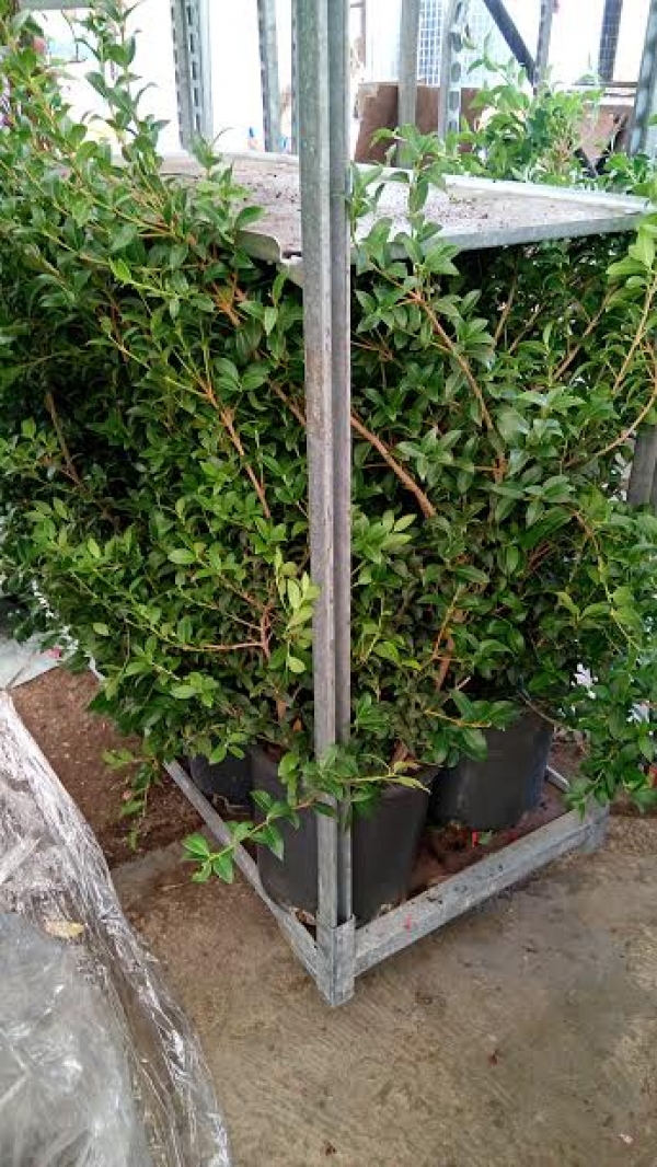 Ό&sigma;&mu;&alpha;&nu;&theta;&omicron;&sigmaf; &alpha;&rho;&omega;&mu;&alpha;&tau;&iota;&kappa;ό&sigmaf;