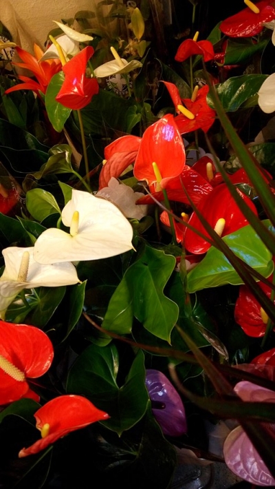 &Alpha;&nu;&theta;&omicron;ύ&rho;&iota;&alpha; &sigma;&epsilon; &pi;&omicron;&lambda;&lambda;ά &kappa;&alpha;&iota; &sigma;&pi;ά&nu;&iota;&alpha; &chi;&rho;ώ&mu;&alpha;&tau;&alpha;