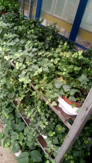 &Kappa;&iota;&sigma;&sigma;ό&sigmaf; &kappa;&rho;&epsilon;&mu;&alpha;&sigma;&tau;ό&sigmaf; 1&mu;