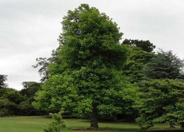 &Lambda;&iota;&rho;&iota;ό&delta;&epsilon;&nu;&tau;&rho;&omicron; 