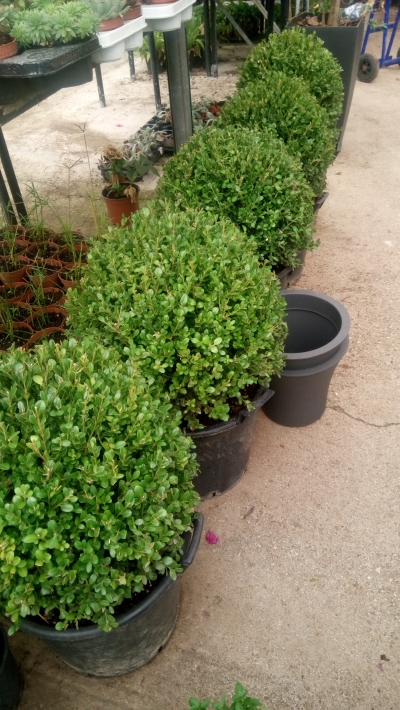 Buxus &epsilon;&lambda;&lambda;&eta;&nu;&iota;&kappa;ά &sigma;&epsilon; &sigma;&tau;&rho;ό&gamma;&gamma;&upsilon;&lambda;&omicron; &sigma;&chi;ή&mu;&alpha;