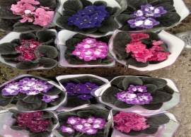 &Sigma;&epsilon;&nu;&tau;&pi;ό&lambda;&iota;&epsilon;&sigmaf; 