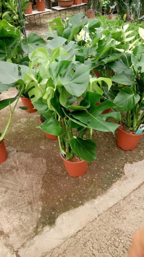 &Mu;&omicron;&nu;&sigma;&tau;έ&rho;&alpha; 1&mu; ύ&psi;&omicron;&sigmaf;